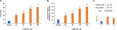 Neuron-Glia Crosstalk Plays a Major Role in the Neurotoxic Effects of Ketamine via Extracellular Vesicles